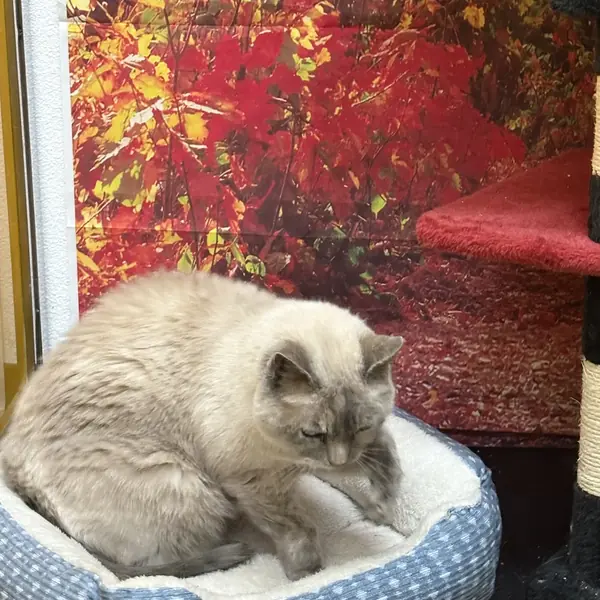 Cat enjoying quiet time at K9 Rox Club boarding